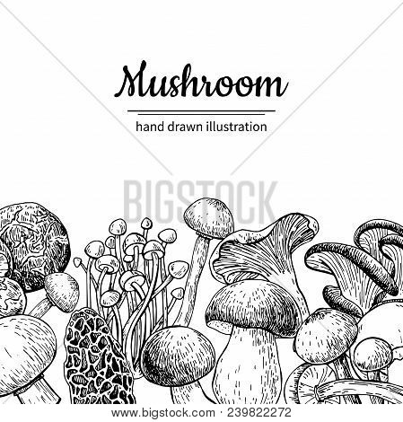 Mushroom Hand Drawn Vector Frame. Isolated Sketch Organic Food Drawing Template. Champignon, Morel, 