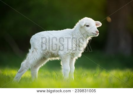 cute little lamb on fresh spring green meadow during sunrise