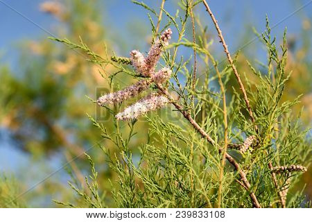 Tamarix Tree Branch With Pink Flowers