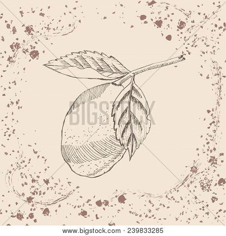 Retro Style.hand Drawn Sketch With Lemon On Sepia Vintage Background. Vector Illustration.