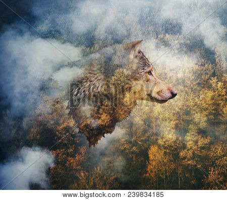Photocollage: Head Of The Wolf On The Background Of Autumn Forest