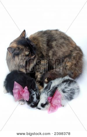 Cat Mutter und kleinen Hasen