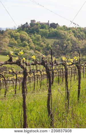 Sangiovese Crops Technique Around The Relaxing Assisi Hills And Nuns Hermitage Of Santa Maria Of Sil