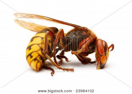 Vespa crabro, Vespa Crabro