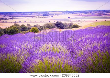 Beautiful Lavender Fields In England, United Kingdom