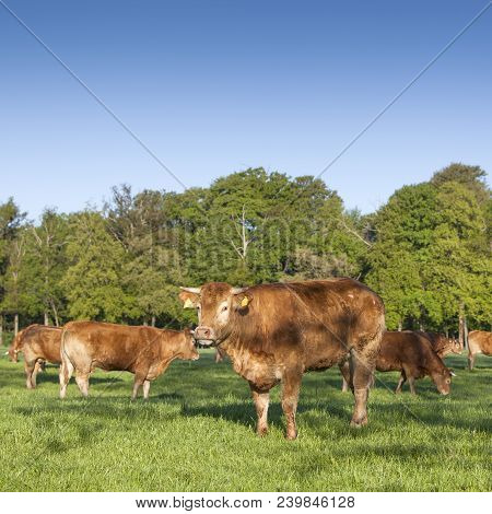Limousin Bull And Cows Graze In Green Grassy Meadow Near Spring Forest In The Netherlands Near Utrec