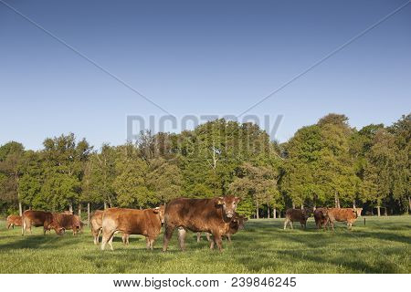 Limousin Bull And Cows Graze In Green Grassy Meadow Near Spring Forest In The Netherlands Near Utrec