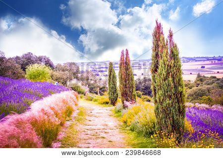 Lavender Fields And Beautiful Landscape In Uk