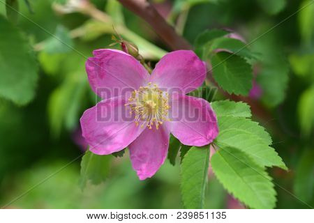 Pink Alpine Rose Flower - Latin Name - Rosa Pendulina