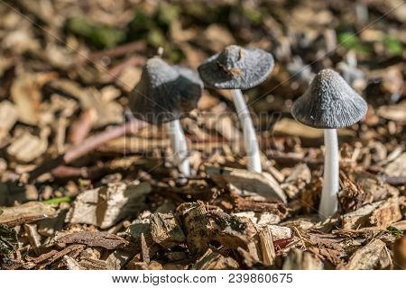 Three Grey Toadstools Macro Image On A Wood Chip Pile