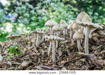 Multiple White Toadstools Macro Image On A Wood Chip Pile