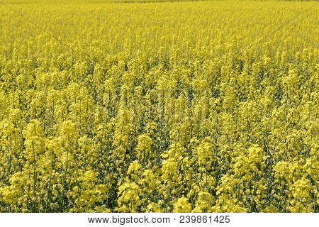 Rapeseed Field. Background Of Rape Blossoms. Flowering Rape On The Field