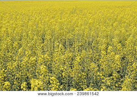 Rapeseed Field. Background Of Rape Blossoms. Flowering Rape On The Field