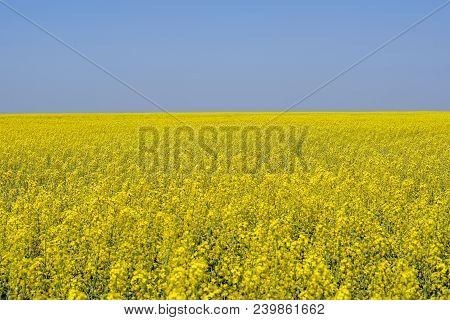 Rapeseed Field. Yellow Rape Flowers, Field Landscape. Blue Sky And Rape On The Field
