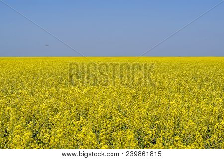 Rapeseed Field. Yellow Rape Flowers, Field Landscape. Blue Sky And Rape On The Field