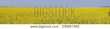 Rapeseed Field. Yellow Rape Flowers, Field Landscape. Blue Sky And Rape On The Field