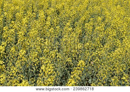 Rapeseed Field. Background Of Rape Blossoms. Flowering Rape On The Field