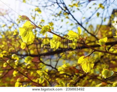 Spring Macro New Green Leaves.kidneys Blossom. Spring Has Come, The First Green. Nature Wakes Up. Di