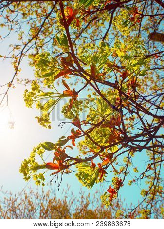 Spring Macro New Green Leaves.kidneys Blossom. Spring Has Come, The First Green. Nature Wakes Up. Di