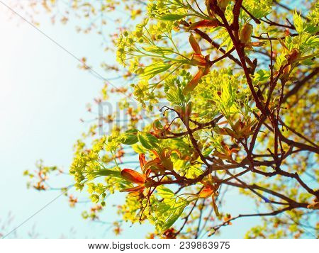 Spring Macro New Green Leaves.kidneys Blossom. Spring Has Come, The First Green. Nature Wakes Up. Di