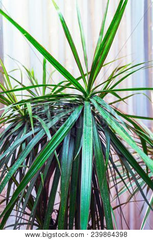 Long Leaves Of A Houseplant Ciperus On A Natural Background