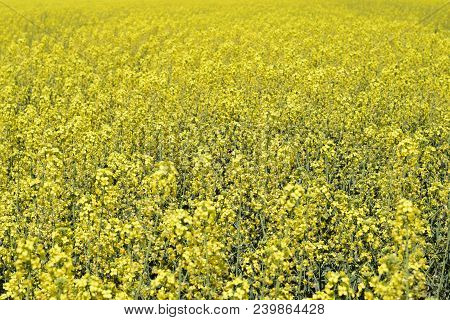 Rapeseed Field. Background Of Rape Blossoms. Flowering Rape On The Field