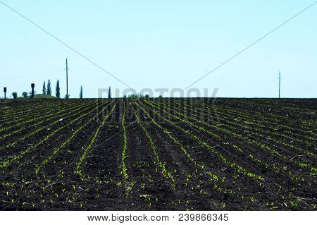 Growing Corn In Even Rows On The Field