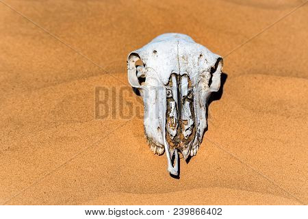 Close Up Skull Of Sheep Lying In Sand In Desert. Murraine Or Famine Concept