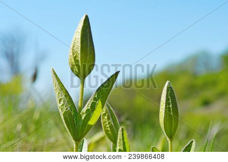 Spring Meadow With Bud Of Clematis Integrifolia