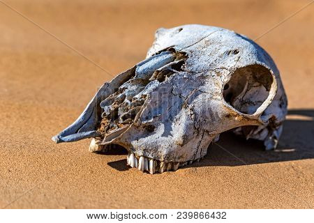 Close Up Skull Of Sheep Lying In Sand In Desert. Murraine Or Famine Concept