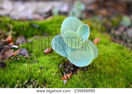 One Flower Of Hylotelephium Ewersii Growing On The Rock Among The Moss