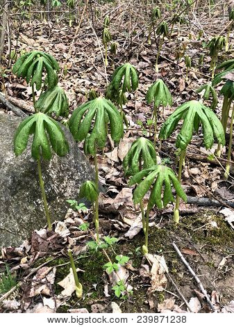 Several Podophyllum Peltatum Or May Apple Plants On A Forest Floor In Early Bloom