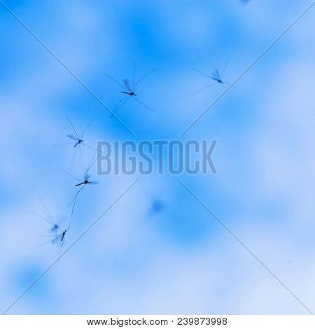 A Flock Of Mosquitoes Flies In The Sky. Mosquitoes Close-up. Flying Insects. Insects Are Dancing