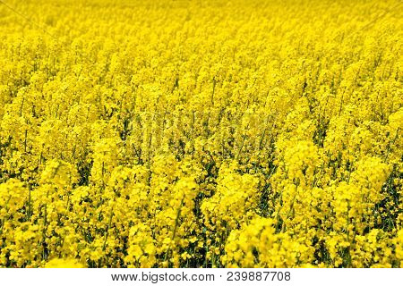 Rapeseed Field. Background Of Rape Blossoms. Flowering Rape On The Field