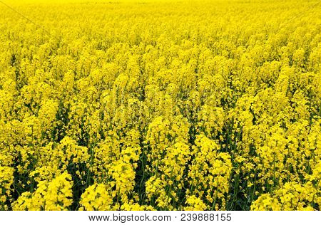 Rapeseed Field. Background Of Rape Blossoms. Flowering Rape On The Field
