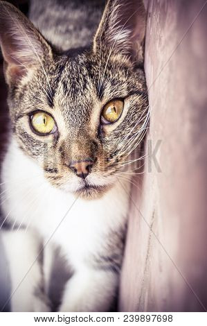 An Intense Catlike Look On A Terrace