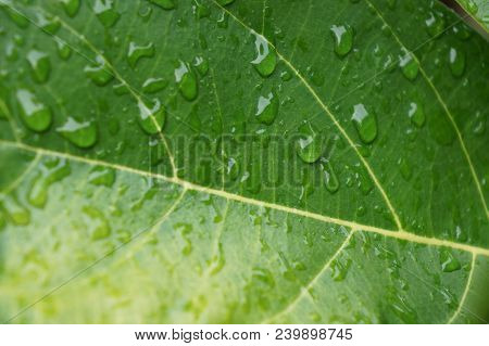 Green Jack Fruit Leaf With Water Drop.