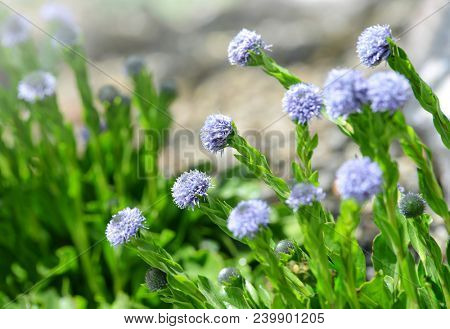 Mountain flower Globularia incanescens growing in Apuan Alps,Italy.