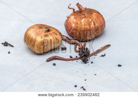 Onions With Worms And Dirt On White Background