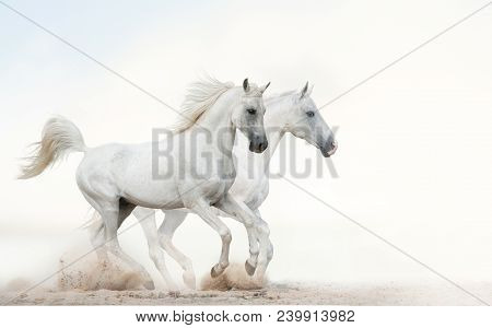 Two Beautiful Snowy White Horses Running Together On Light Background