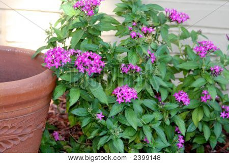 Bloempot