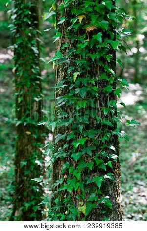 Green Ivy Braided By Suckers Over The Bark Of An Old Tree In The Forest