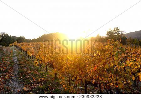Sunset In The Vineyards Of The Priorat Near De Village Of Morera De Montsant, Tarragona Province, Ca