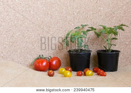 Tomato: As A Pland And After As S Fruit