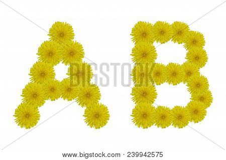 Floral Letters A, B Isolated On White Background. Latin Alphabet Made Up Of Alife Real Yellow Flower