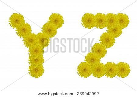 Floral Letters Y, Z Isolated On White Background. Latin Alphabet Made Up Of Alife Real Yellow Flower