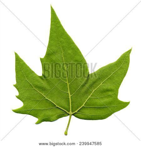 Rear Side Of Plane (platanus) Aka Sycamore Tree Leaf Isolated Over White Background