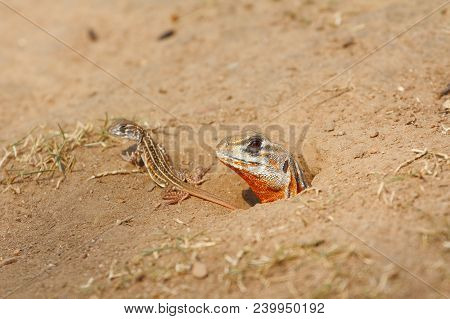 Common Butterfly Lizard /butterfly Agama (leiolepis Belliana Ssp. Ocellata) Emerge From The Burrow W