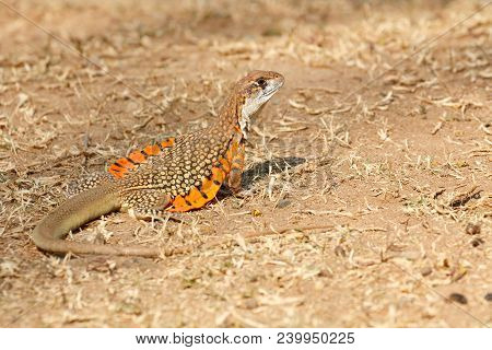 Common Butterfly Lizard /butterfly Agama (leiolepis Belliana Ssp. Ocellata) In The Nature. Taken Fro