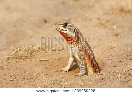 Common Butterfly Lizard /butterfly Agama (leiolepis Belliana Ssp. Ocellata) Emerge From The Burrow